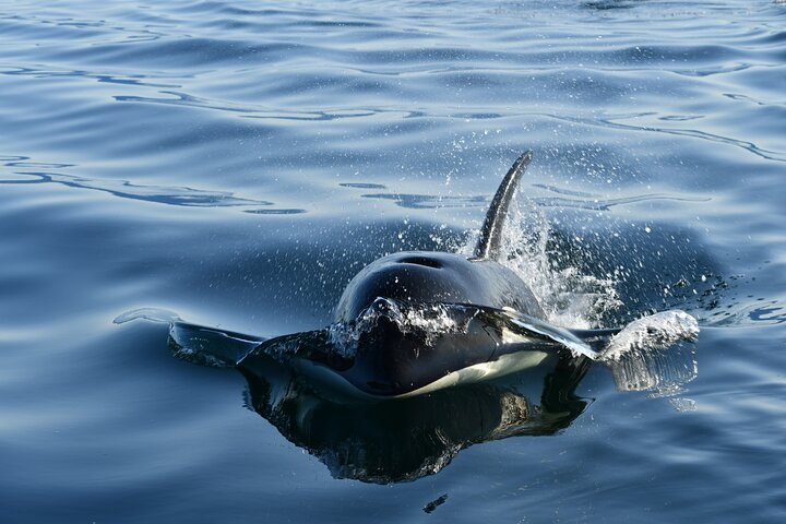 Alaska Whale Watching with bonus Drone viewing of Whales - Photo 1 of 25